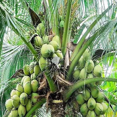 cocos en palma
